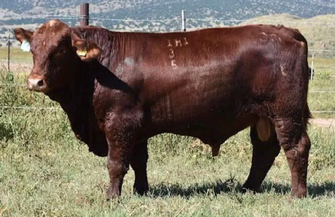 Labor Stockman 135H1